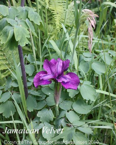 Jamaican Velvet